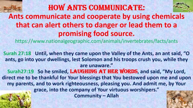 How ants communicate