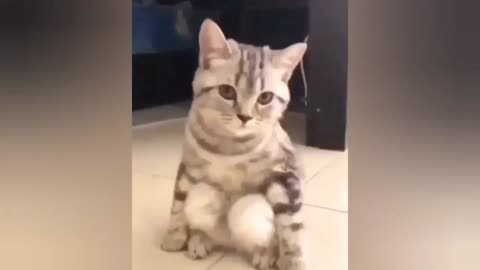 Cute kitty