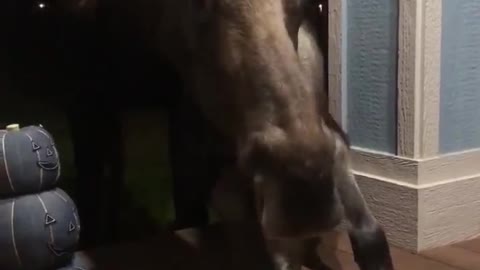 Mama Moose and Baby Eating Carved Pumpkin