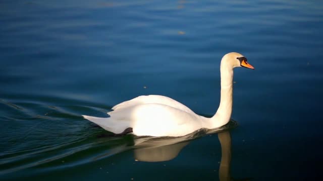 Beautiful bird.