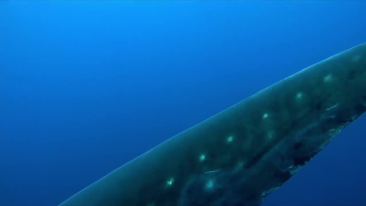 Gigantic whale shark cruises right over thrilled scuba diver