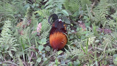 red fowl