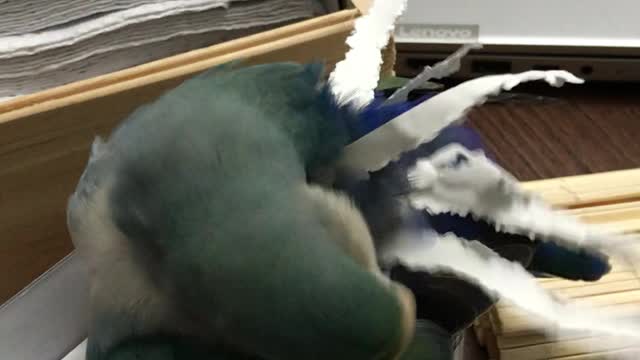 Bird Creates its Own Costume