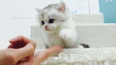 pretty cat, cat walking and jumping