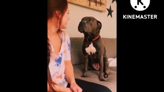 Dogs funny video