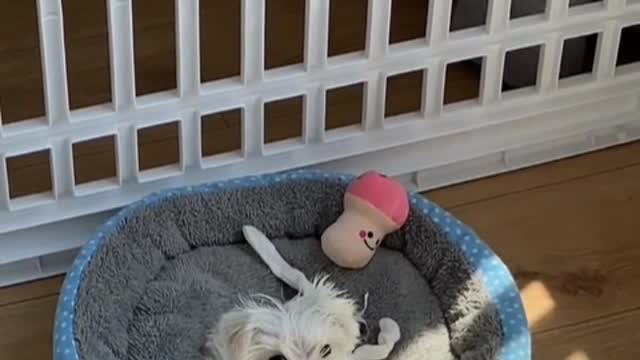 The dog's almost thirsty need for humans