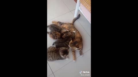 Cute Cats and Funny Animals Complilaton fun video