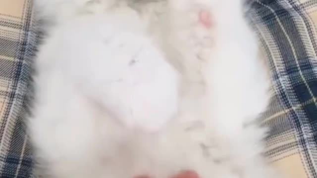 Funny Cute Cat Video