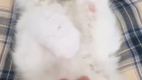 Funny Cute Cat Video