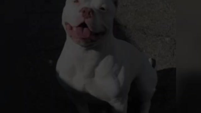 white pittbull dog 🔥🔥 status #SHORT