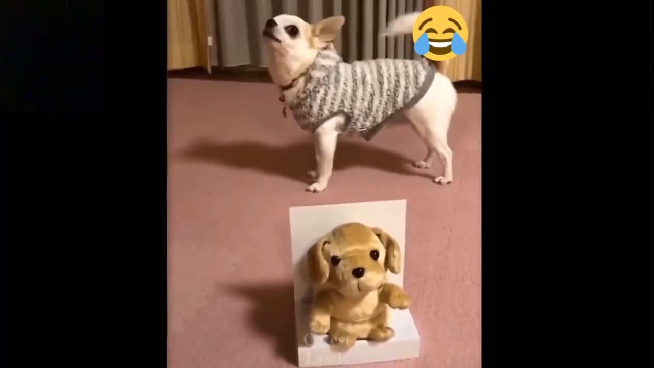 Cute dog and cat funy