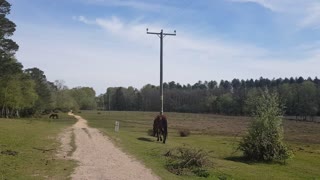 Horse walking away.