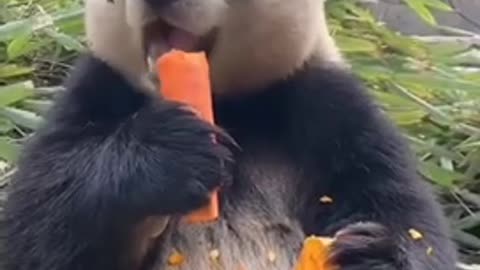 When panda take a snack 🐼