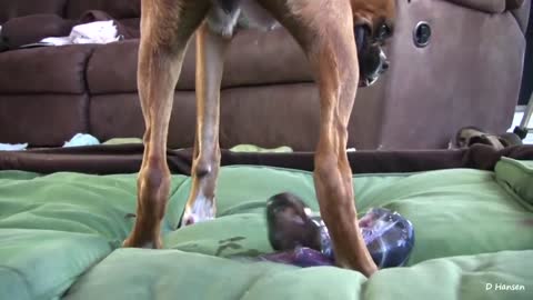 DOG GIVING BIRTH WHILE STANDING!