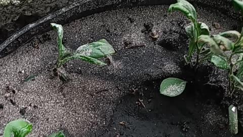 Sour orange plants