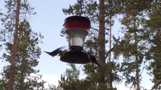 Cool Hummingbirds