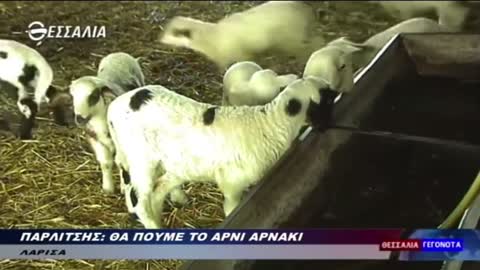 Θα πούμε και το αρνί,αρνάκι.