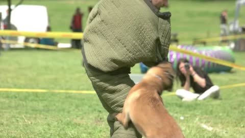 Kyiv,Ukraine. Dog is cruely attacking a figurant, he's defending himself. Dog is biting hard.