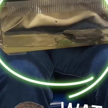 Pink hair woman with turtles in tank