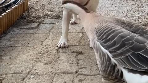 goose playing with dog