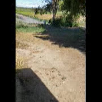 Mason is blind, but he LOVES to run!