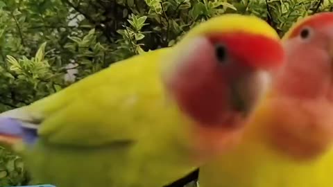 Two yellow Parrots