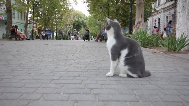 Gray Cat on the Street