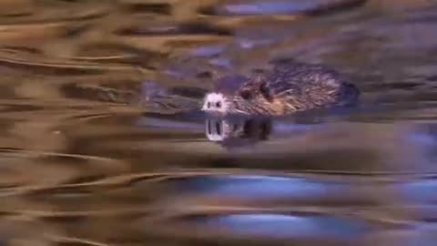 Playing with Water