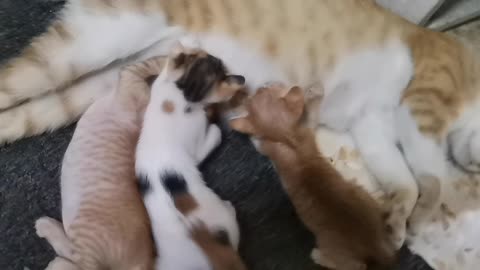 Cat feeding her babies