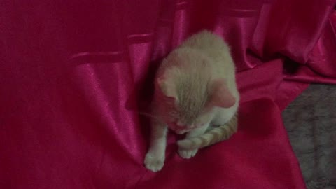 My kitten sitting on the bed