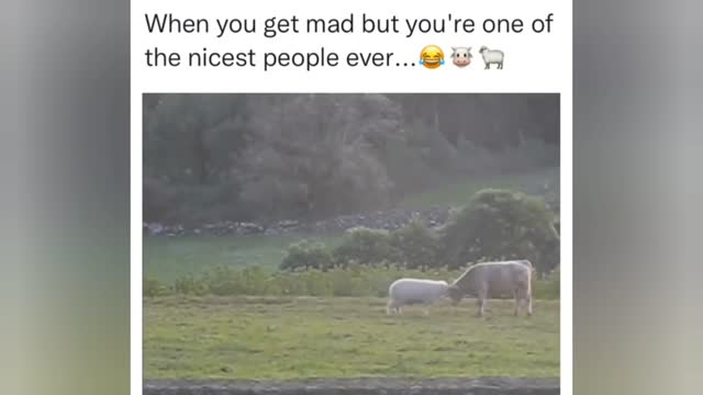 Sheeps are too nice and cute 🥺