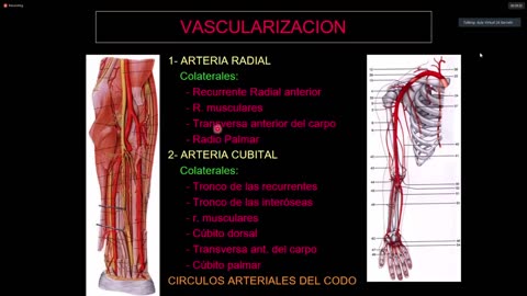 Clase 7 - Antebrazo - Dr. Sergio Paez 12-04-2021