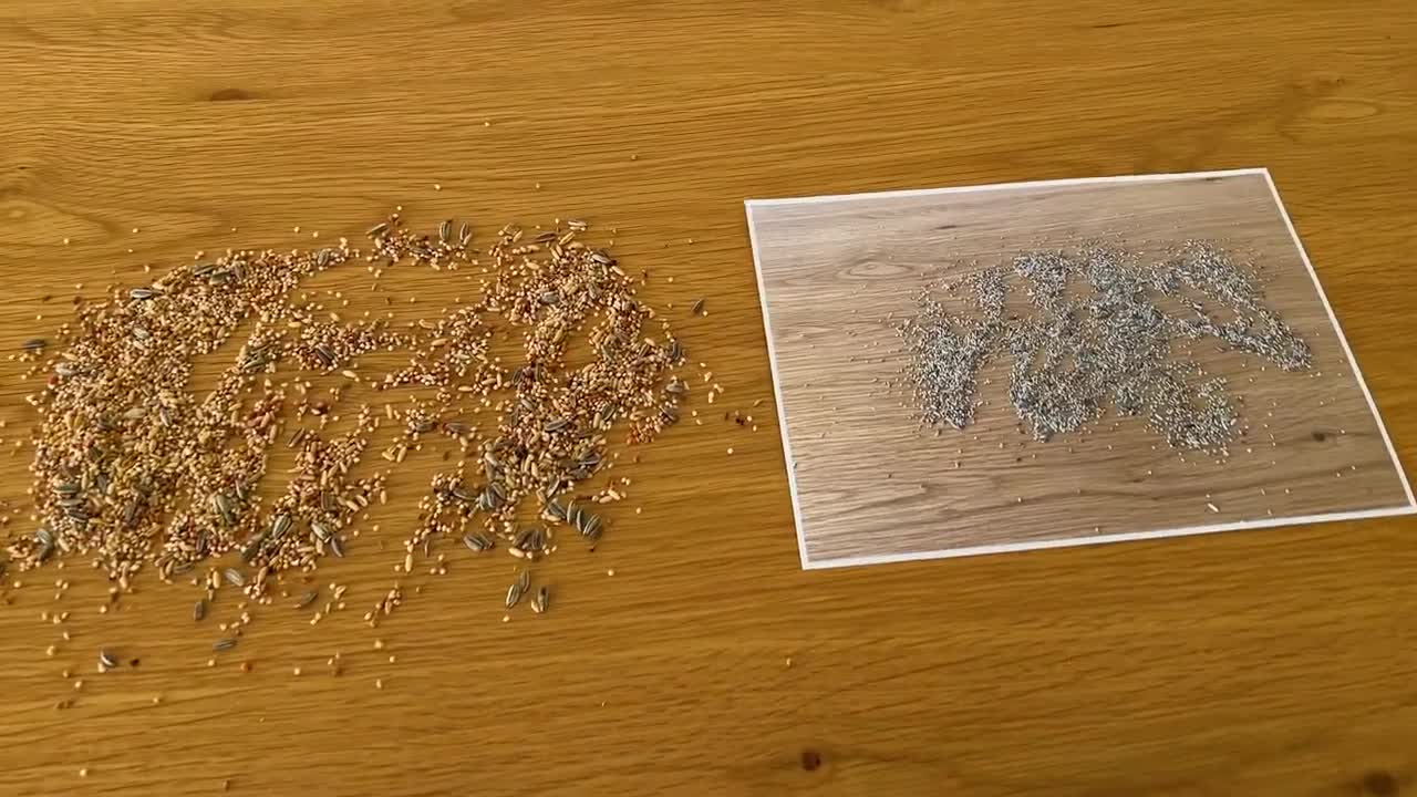 Pet Birds Reactions to the Food Printed on Paper