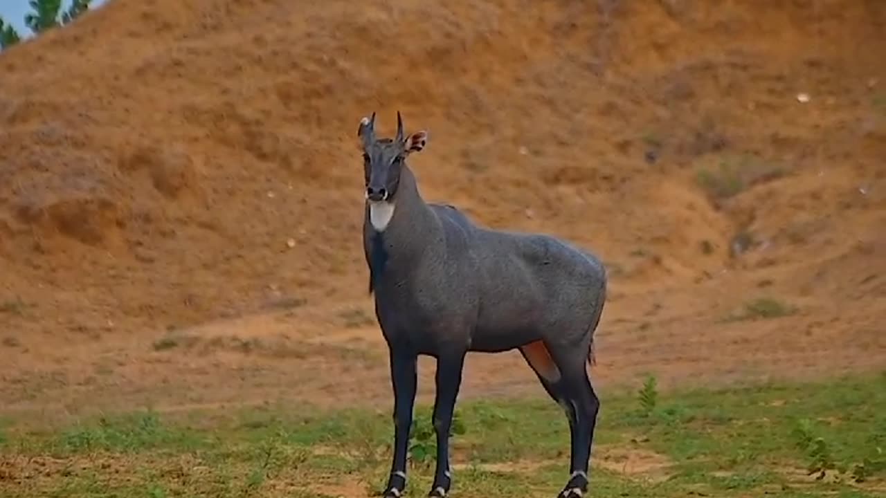 Animal