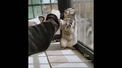 So Cute Pets ♥ Cute Baby Animals & Funny Pets Video Compilation