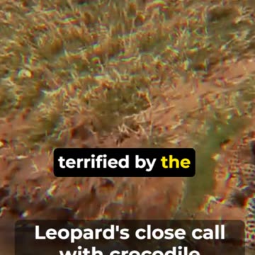 Leopard s Close Call with Crocodile !!