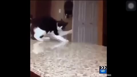 Some funny cats videos