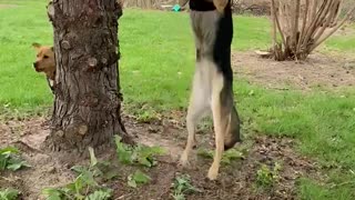 Derpy Dog at the Park