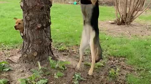 Derpy Dog at the Park