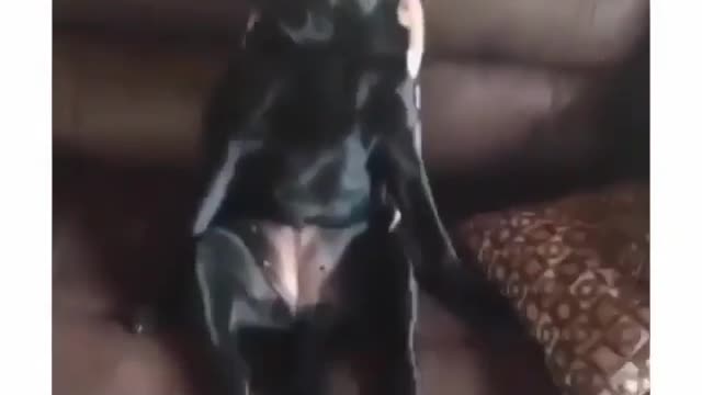 Best Funny Animal Videos 2022 😺 Funny Dog Videos 2022 😁 Funniest Dog Videos 😁😇