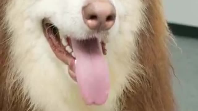 Funny Dogs Videos