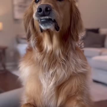 He could have at least gotten $100 for the truck… #dog