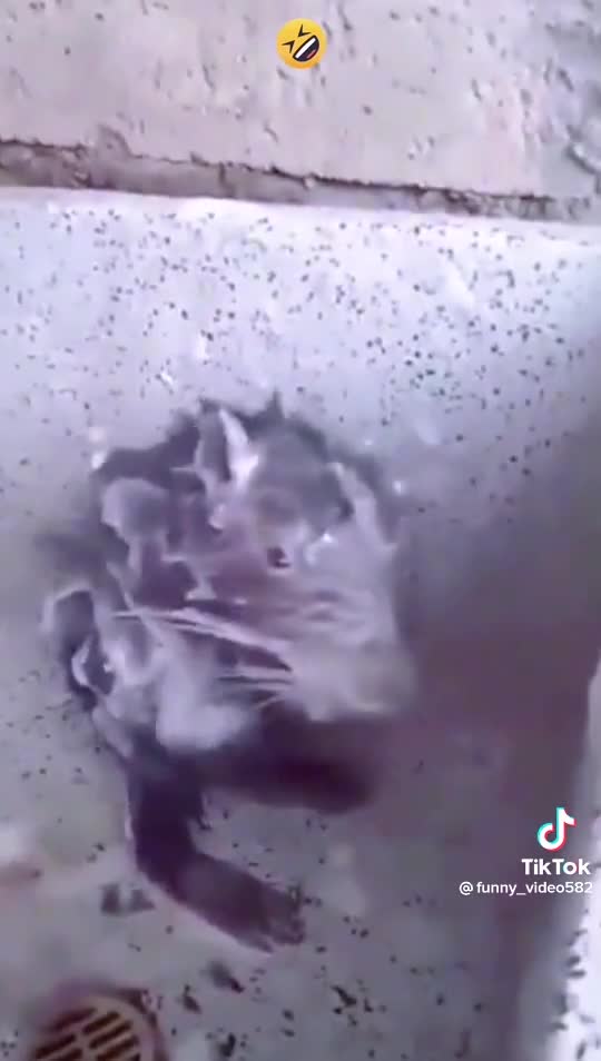 Rat dance after taking bath funny tiktok video