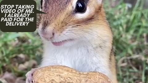 Cute Chipmunk With His Delivery #cute #funny