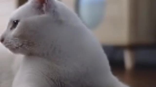 Since I had cat, I feel like a parent in an instant
