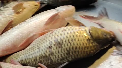 Amazing Colorful Karfu Carp And Katla Rohu Fish Video In Market#shorts