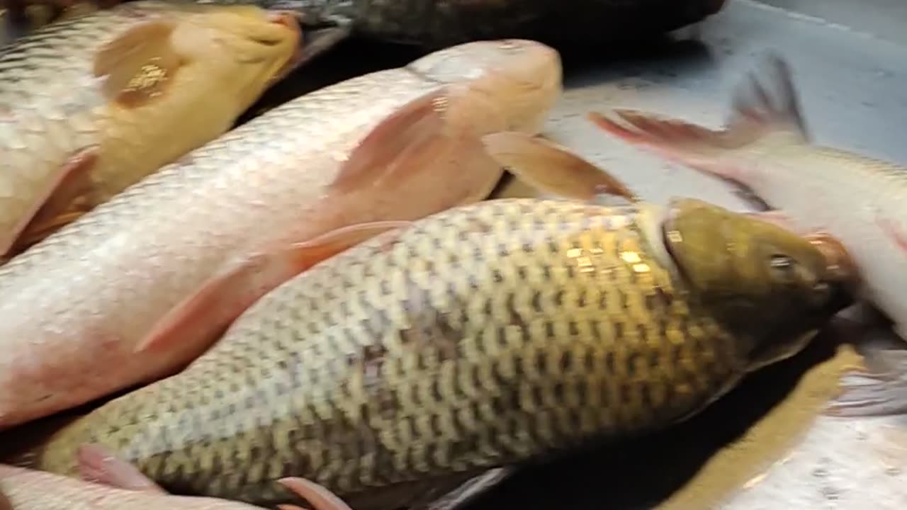 Amazing Colorful Karfu Carp And Katla Rohu Fish Video In Market#shorts