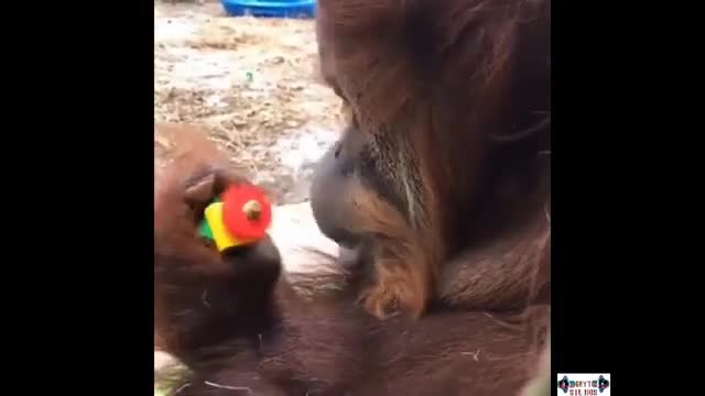 Funny monkey 🙉 videos 😂 new funny video 2021