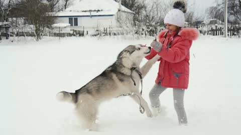 Young girl playing with siberian husky malamute dog on the snow outdoors in winter forest park