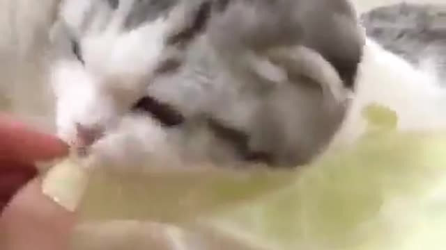 Hungry kittens eat vegetarian cabbage